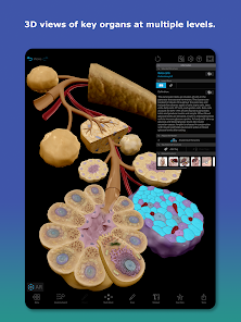 Human Anatomy Atlas 2026 screenshot 7